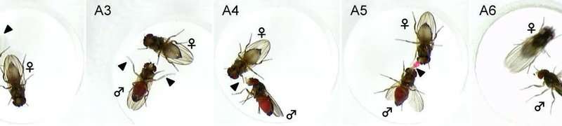 相同的基因苍蝇的不同交配技术
