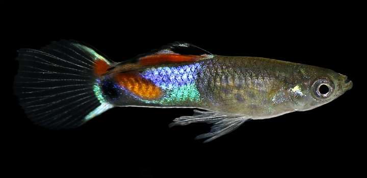 鱼可以深入了解免疫系统的进化