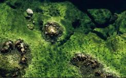 Briny池细菌可以清理和加电