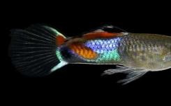 鱼可以深入了解免疫系统的进化