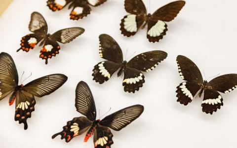 '翻转'基因如何帮助蝴蝶进化模仿