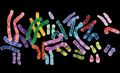 染色体组织从一维模式出现