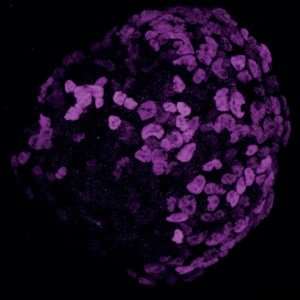 研究揭示污染物如何影响早期胚胎发育