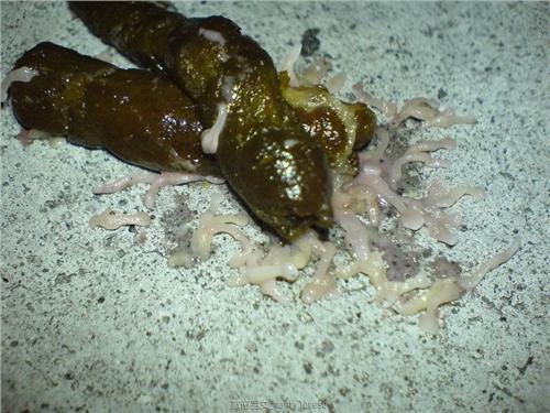 研究人员检测两栖粪便中的寄生虫信号