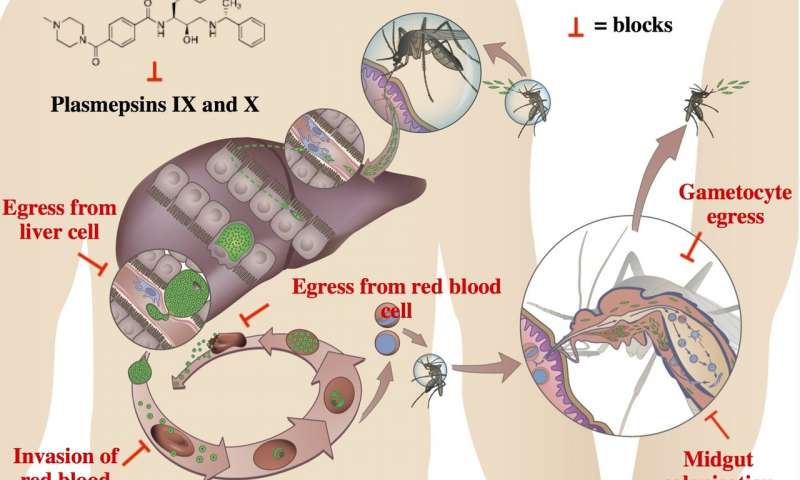 抗击疟疾的新武器-科学家们发现了一种阻止寄生虫负责的新目标
