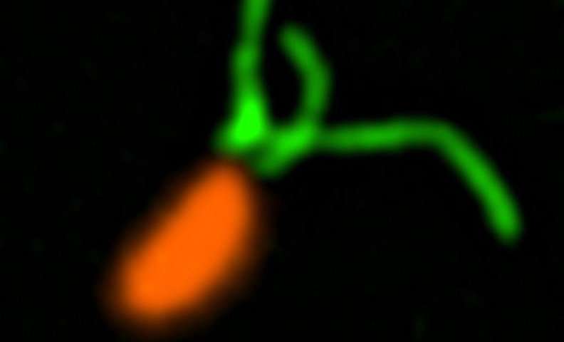 生物学家发现细菌的“触觉”