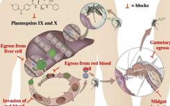 抗击疟疾的新武器-科学家们发现了一种阻止寄生虫负责的新目标