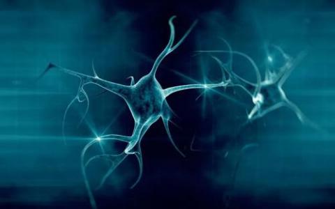 研究人员揭示了微管相关基因如何影响神经发育