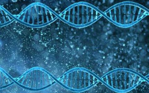 老年DNA可能以不同方式激活基因
