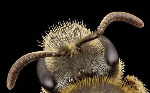 研究揭示了halictid bee沟通和社会行为的潜在遗传基础