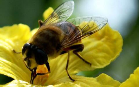 研究人员报告了蜜蜂抗病毒防御的关键成分