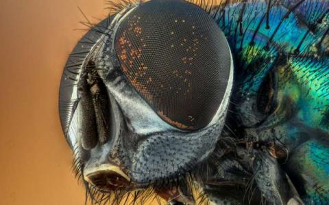为什么昆虫可以从未受精卵细胞发育