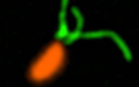 生物学家发现细菌的“触觉”