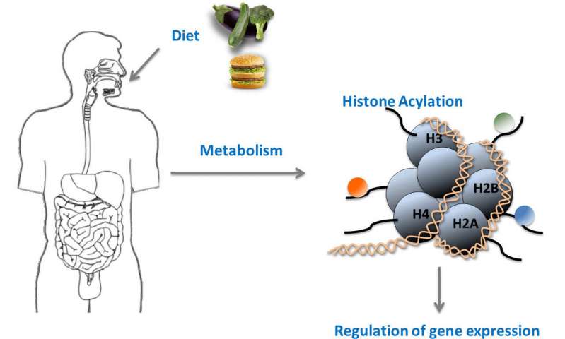 新的组蛋白修饰将代谢与基因活性结合起来