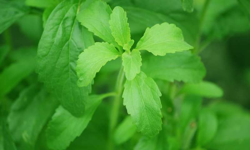 甜叶菊植物基因组的测序首次揭示