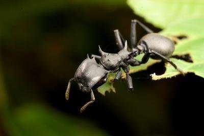 亚马逊热带雨林树冠上的蚂蚁内脏中的细菌比地上居民多得多