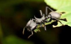 亚马逊热带雨林树冠上的蚂蚁内脏中的细菌比地上居民多得多
