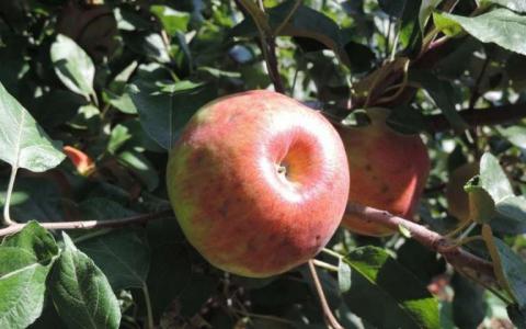 研究结果测试预测Honeycrisp苹果的苦涩病