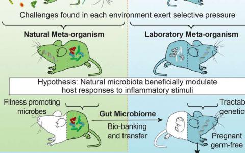 来自野生小鼠的肠道细菌可增强实验室小鼠的健康