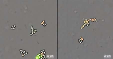 防止基因工程和未改变的生物产生后代的新方法