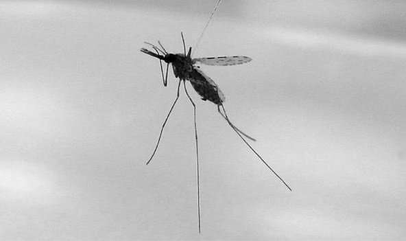 基因驱动有可能抑制蚊子数量但抗性蚊子会出现