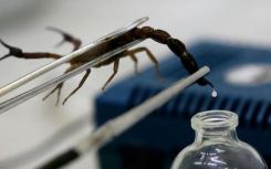 科学家发现蝎子瞄准他们的毒液