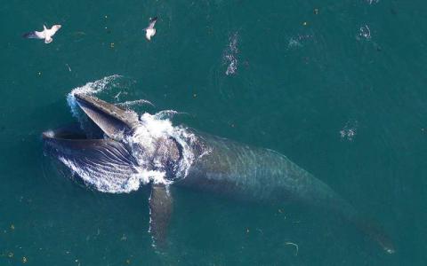研究确定了鲸鱼吹灭微生物组