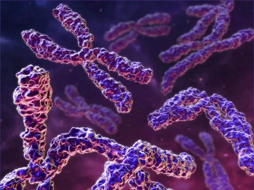 蛋白质二重奏确保生殖细胞中的染色体找到其他重要的染色体