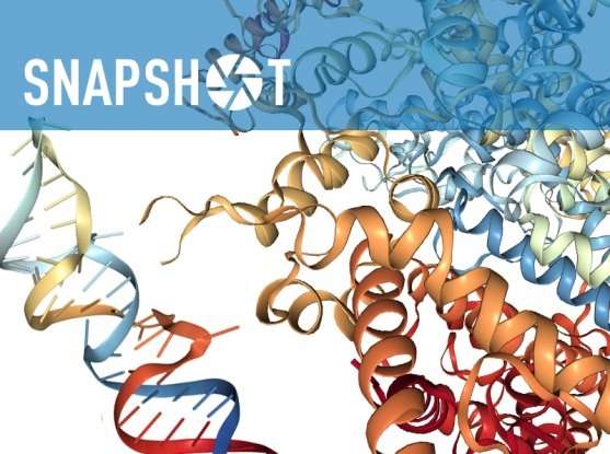 新的CRISPR工具靶向哺乳动物细胞中的RNA