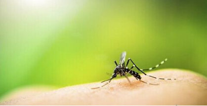 转基因蚊子不是“毒品”需要美国环保局的监督