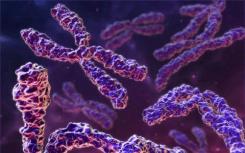 蛋白质二重奏确保生殖细胞中的染色体找到其他重要的染色体