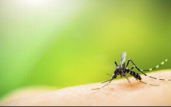 转基因蚊子不是“毒品”需要美国环保局的监督