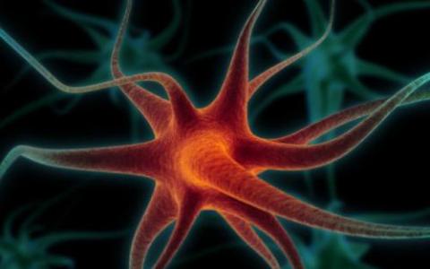 神经研究显示细胞如何适应以帮助修复损伤