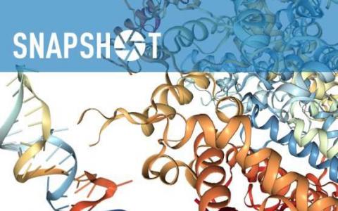 新的CRISPR工具靶向哺乳动物细胞中的RNA