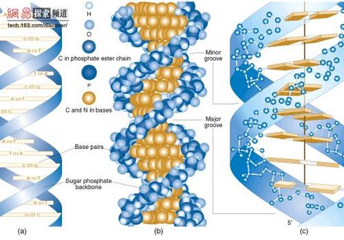 科学家们揭示了DNA如何组织和保存遗传信息