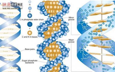 科学家们揭示了DNA如何组织和保存遗传信息