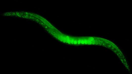 活性染色质标记驱动秀丽隐杆线虫细胞核中异染色质的空间隔离