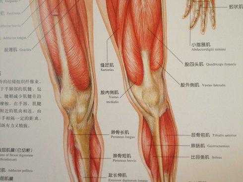 Hydra肌肉活动图可以帮助解读神经代码