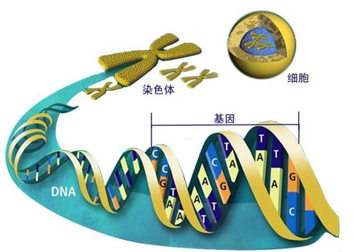 科学家开发出新的遗传工具来修改和理解基因功能