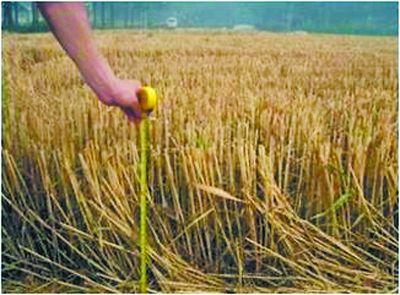 小麦秸秆废物可能是更环保化学品的基础