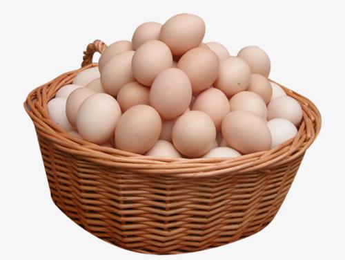 日本科学家在鸡蛋中种植药物