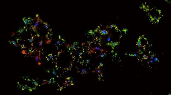 生物学家探索从程序性死亡边缘恢复的细胞的分子基础
