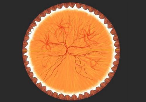 约翰霍普金斯大学的研究人员开发了绘制视网膜细胞发育的方法