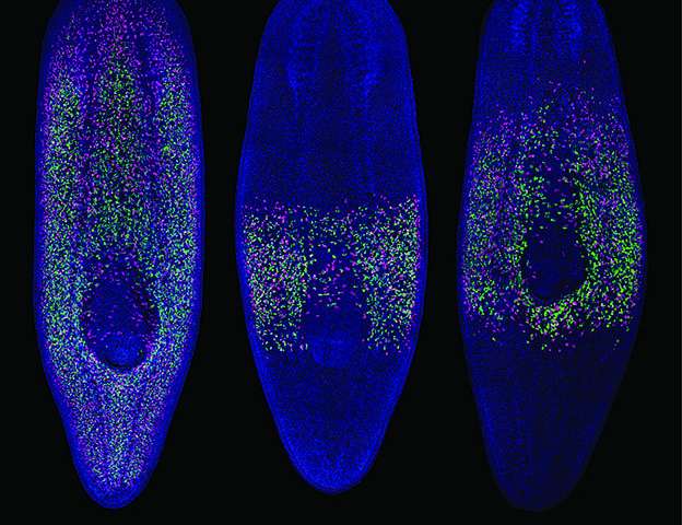 保持活动的蠕虫可以清楚地了解干细胞在癌症中的迁移作用