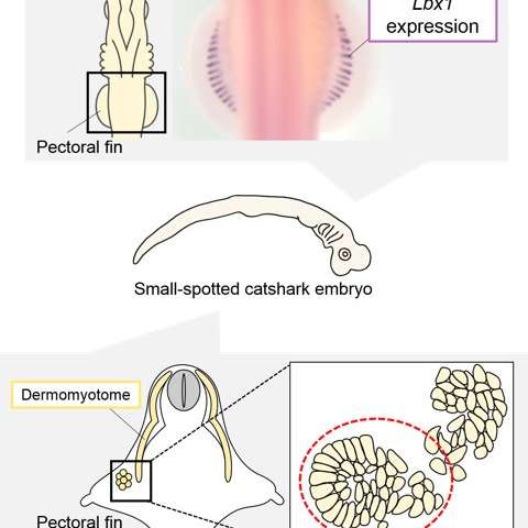 研究人员建立了软骨鱼类脊椎动物肢体肌肉发育的基础