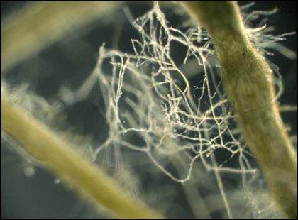 用新的DNA测序方法暴露丛枝菌根真菌群落