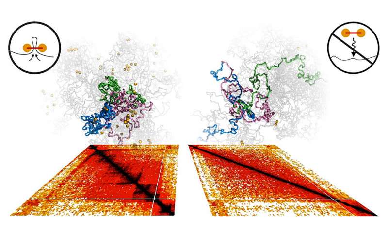 研究人员确定了转化染色体的分子运动