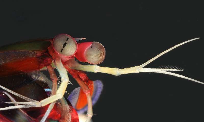 螳螂虾脑结构的新线索
