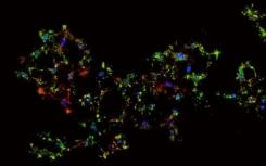 生物学家探索从程序性死亡边缘恢复的细胞的分子基础