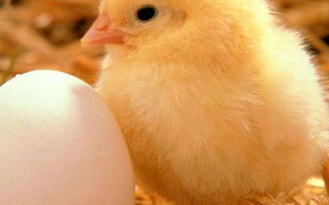 研究人员获得鸡胚胎发育数据